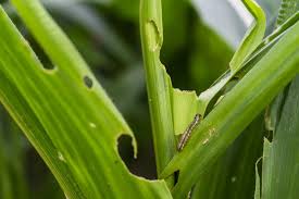 Maize crops falling victim to fall armyworm in Bihar