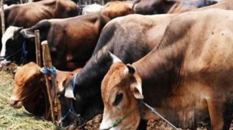 Cattle trader beaten to death in Bihar, probe on.