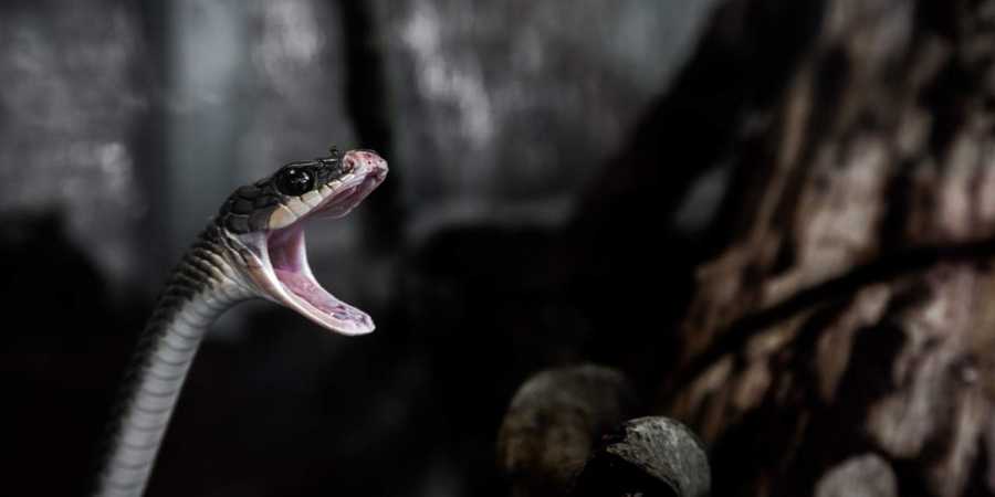 Over 4500 people die of snakebites every year in Bihar.
