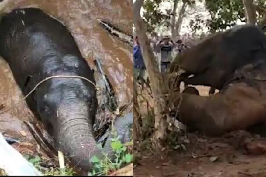 Jharkhand Forest Officials Apply ‘Archimedes’ Principle’ to Rescue Elephant from Well.