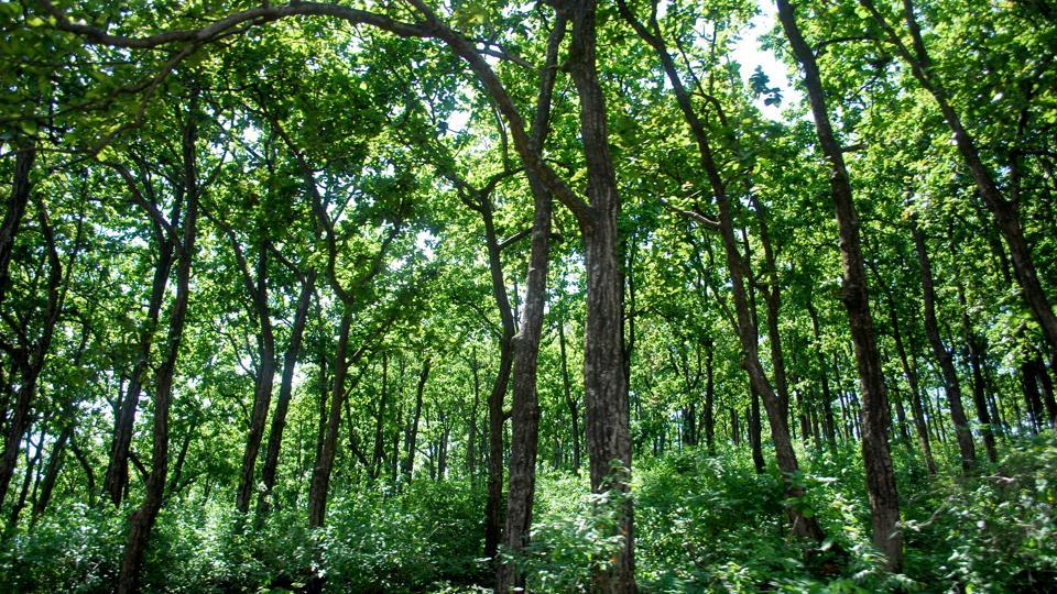 Ranchi forest cover increased by 0.86%: Report