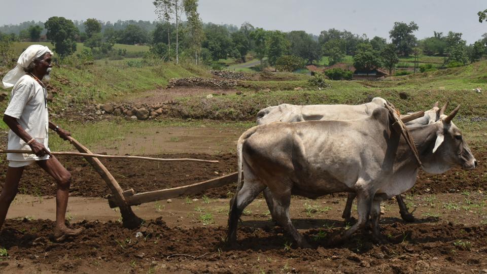 West Singhbhum farmers wary of Jharkhand government’s agriculture incentive scheme