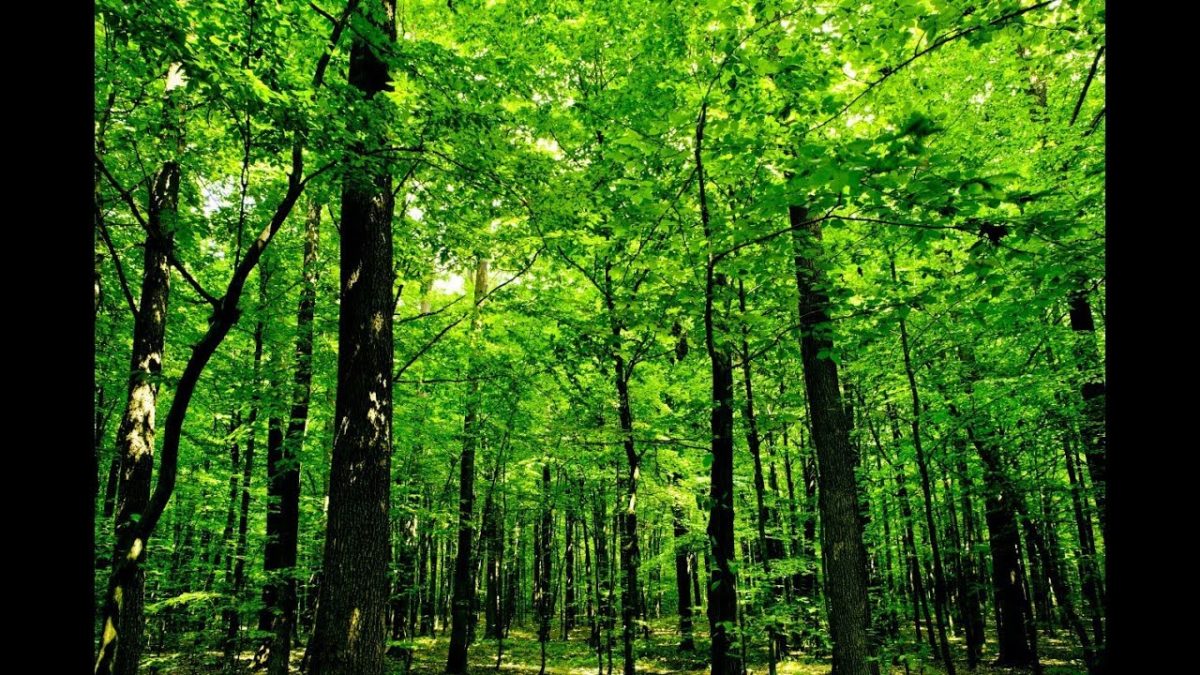 Ranchi forest cover increased by 0.86%: Report
