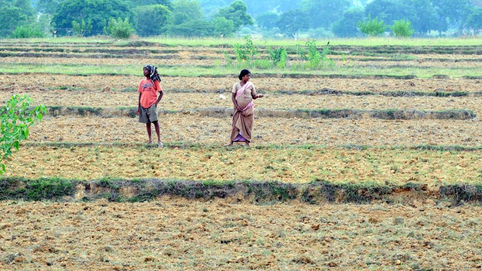 Drought fear looms large in Jharkhand as 14 districts face 40% rainfall deficit