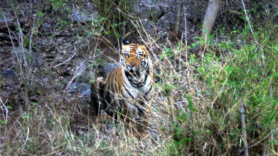 Jharkhand to hire university students for study on ‘dwindling’ mammals, endemic plants