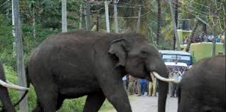 Jharkhand to bear education expenses of children if family head killed in elephant attack