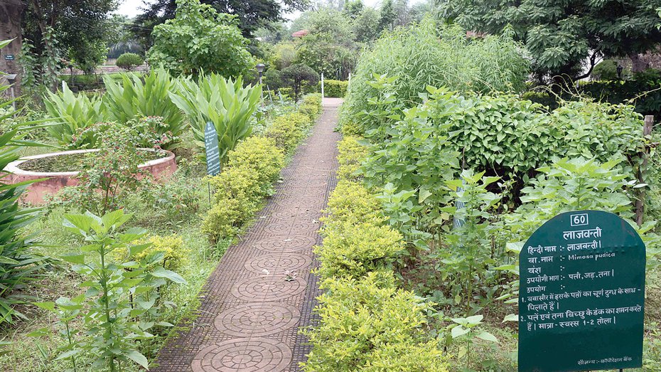Ranchi to turn herbal health city