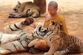 86 Tigers Rescued from Thailand’s “Tiger Temple” Reported to Have Died