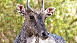 Nilgai shot, buried alive in Vaishali dist of Bihar