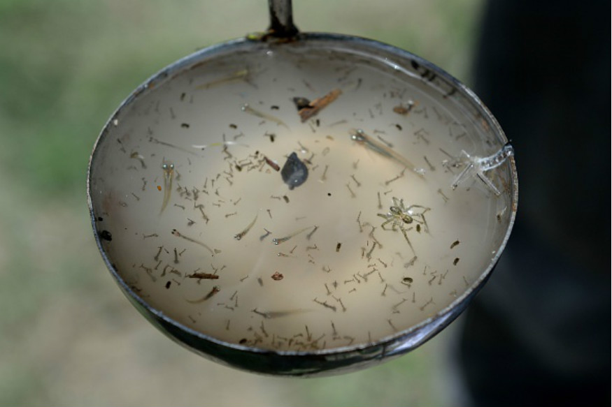 289 Chikungunya Cases Recorded in Patna as Bihar Grapples with Dengue.