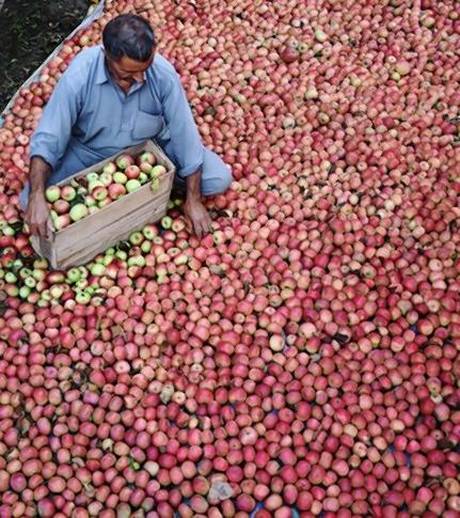 Bihar sells Kashmir apples through co-op. to help traders.