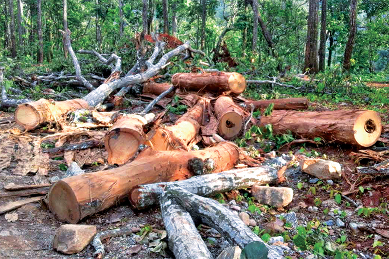 Wanted: Saviour for felled trees in Jharkhand.