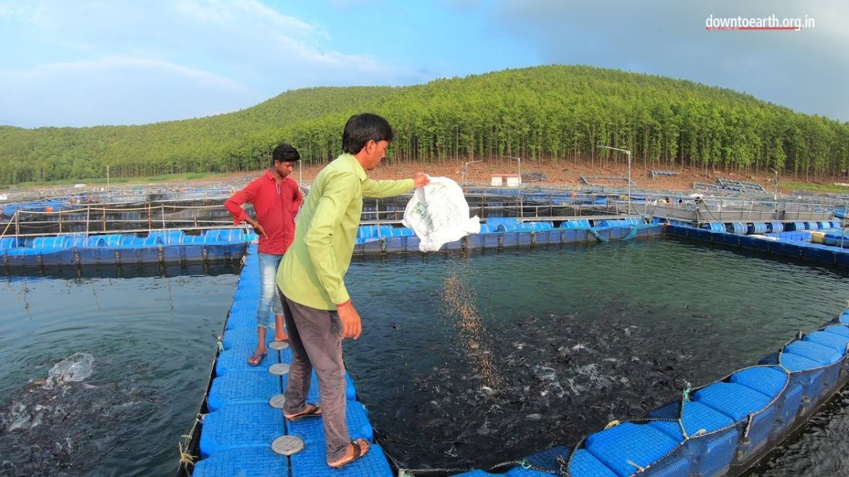 How fish farming transformed lives of dam displaced people in Jharkhand.