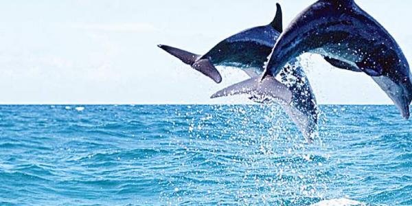 India’s first national dolphin research centre to come up in Patna.